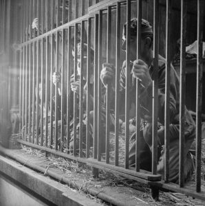 German soldiers being held prisoner in the Antwerp Zoo
