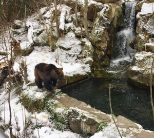 Bear in his snow habitat